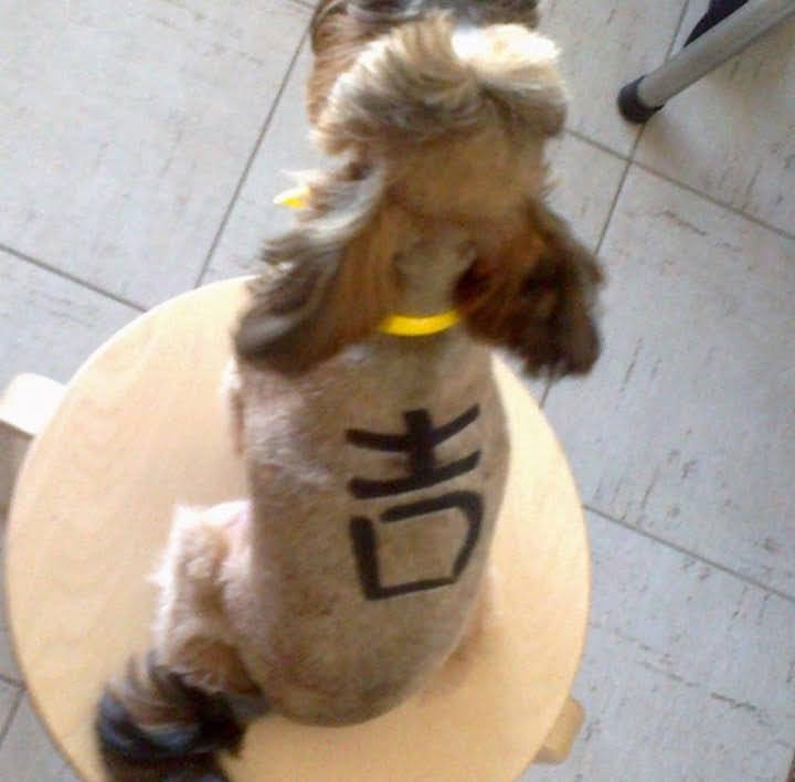 Заказать орнамент на шерсти собак в Москве